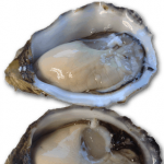 Blue Lagoon Oysters