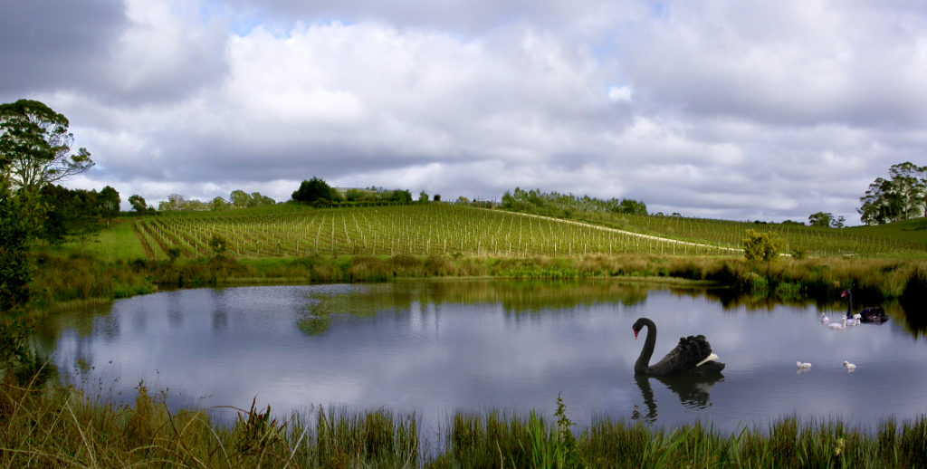 Brook Eden Vineyard