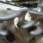 Cygnet Mushroom Farm